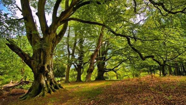 L’intérieur d’une forêt. Le roux des feuilles au sol se mêle au vert de celles des arbres et au bleu du ciel visible à travers les branches